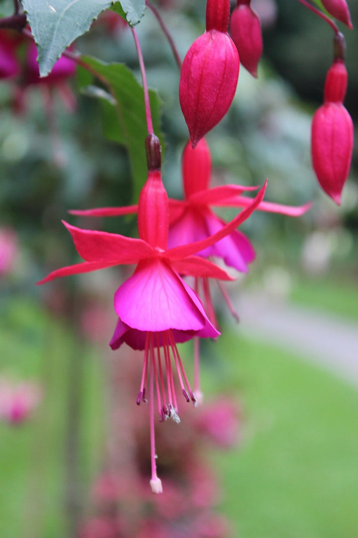 Fuchsia Flower Seeds for Planting, Pink Maroon – Heirloom, Non-GMO, High Germination Organic Garden Seeds