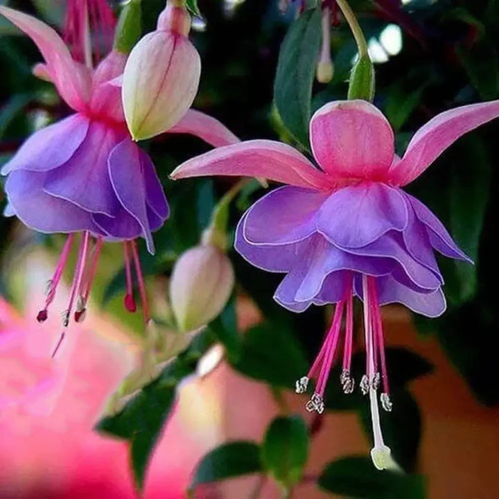 Fuchsia Flower Seeds for Planting Light Violet – Easy to Grow, Heirloom, Non-GMO, High Germination Organic Garden Seeds