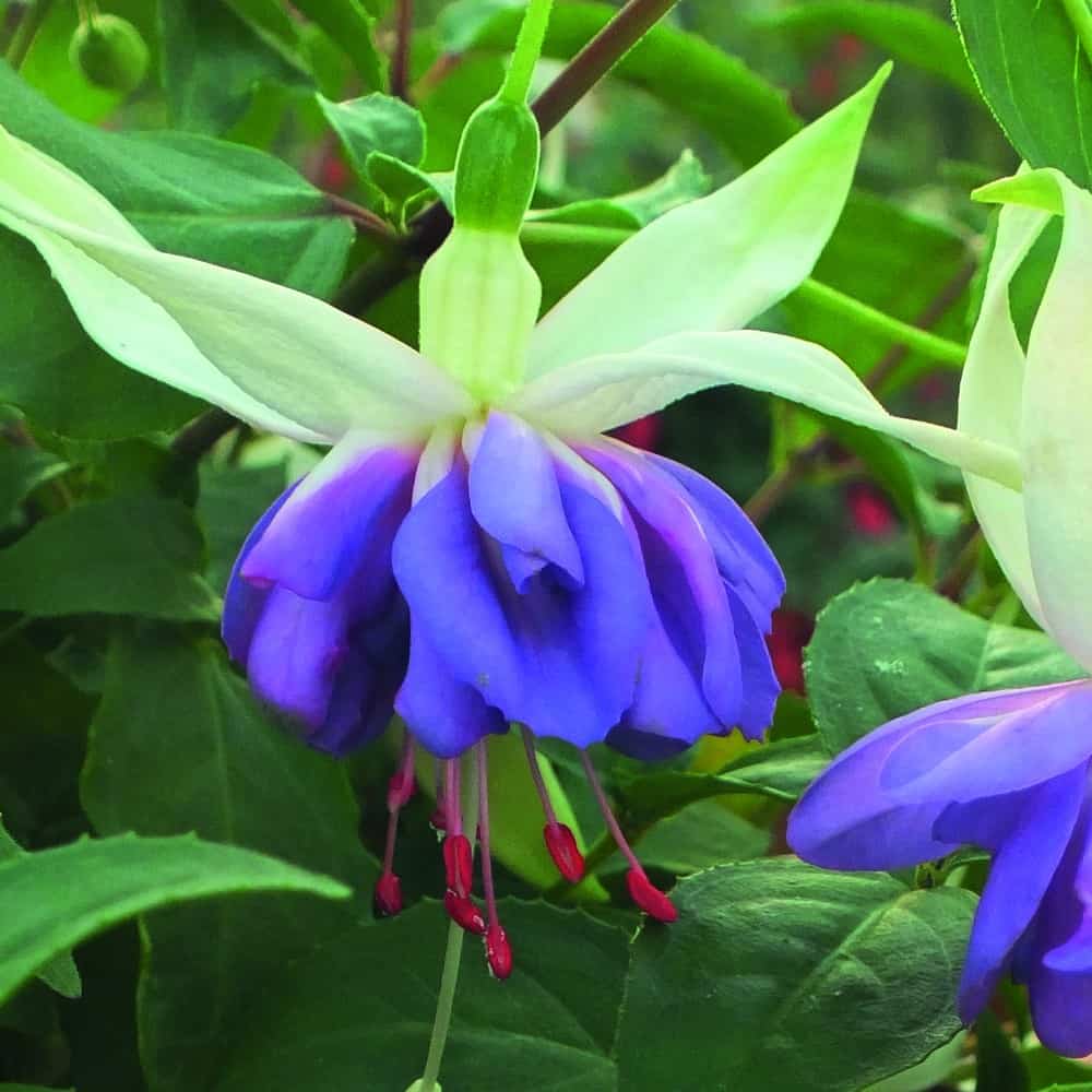 Blue Double Petals Fuchsia Flower Seeds for Planting | Heirloom Non-GMO High Germination