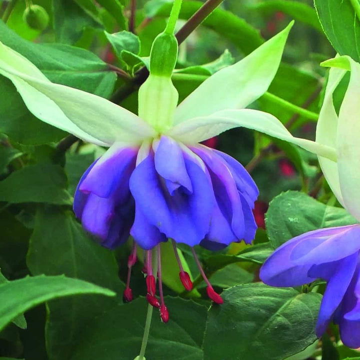 Blue Double Petals Fuchsia Flower Seeds for Planting | Heirloom Non-GMO High Germination