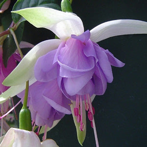 Lavender Mix Fuchsias Flower Seeds for Planting – Heirloom, Non-GMO, Premium Quality High Germination Seeds
