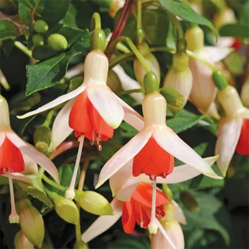 Cream Red Double Petals Fuchsia Seeds for Planting – Heirloom, Non-GMO, High Germination Garden Seeds