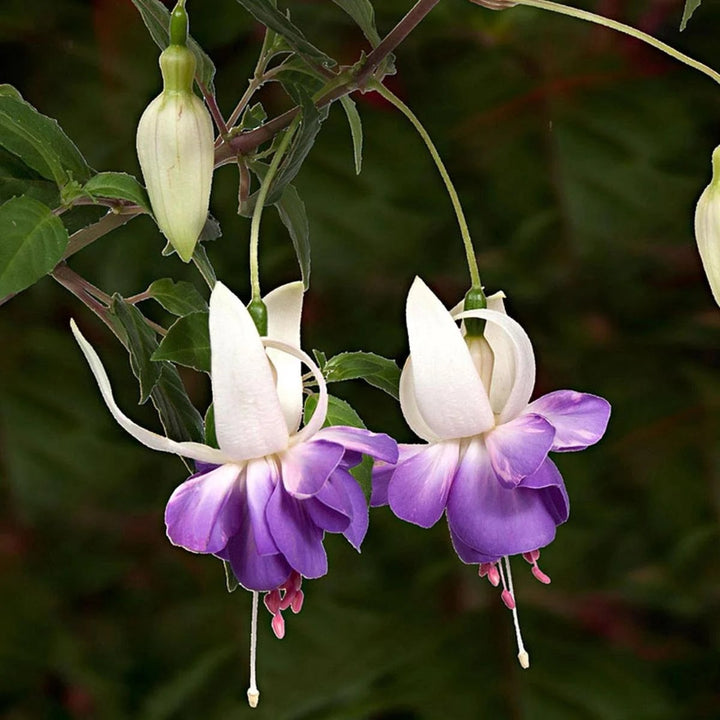 Purple White Fuchsia Flower Seeds for Planting – Heirloom, Non-GMO, High Germination Organic Garden Seeds