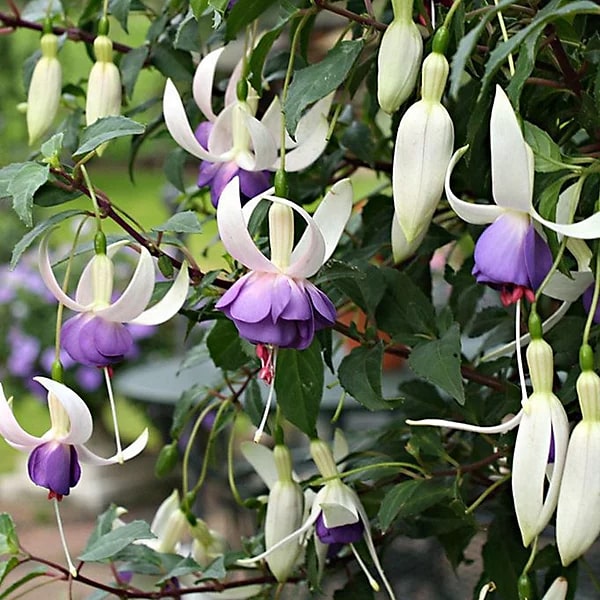 White Purple Fuchsia Flower Seeds for Planting – Heirloom, Non-GMO, High Germination Organic Garden Seeds