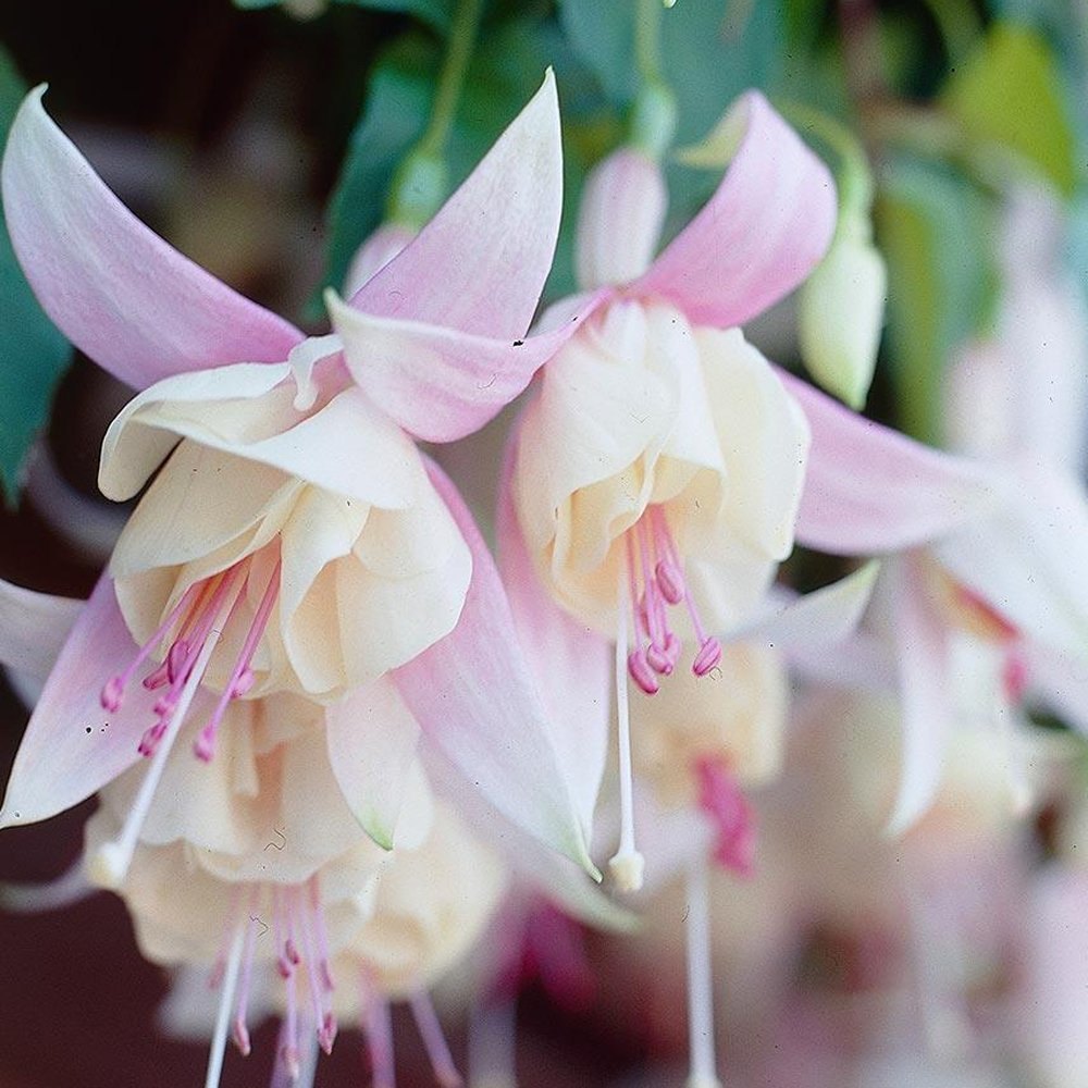 Pink White Fuchsia Flower Seeds for Planting – Heirloom Non-GMO High Germination Blooms