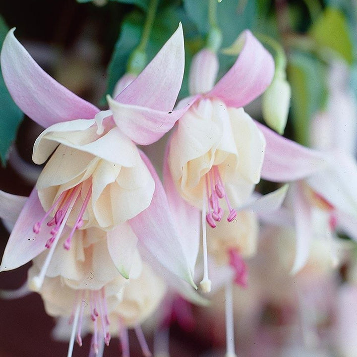 Pink White Fuchsia Flower Seeds for Planting – Heirloom Non-GMO High Germination Blooms