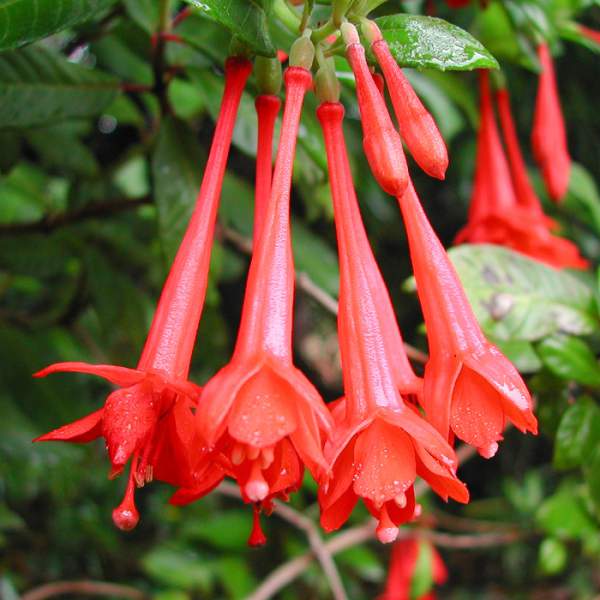 Orange Fuchsia Hybrida Flower Seeds – Heirloom, Non-GMO, High Germination Organic Garden Seeds for Planting