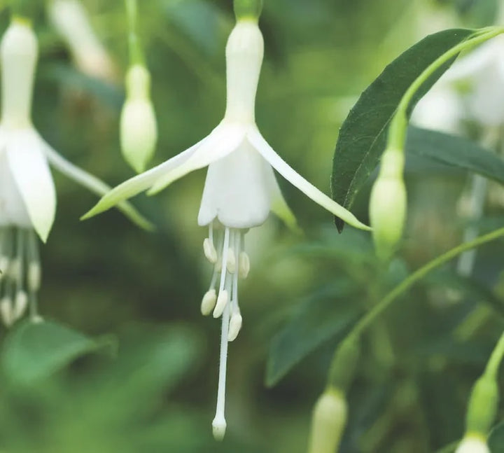 Green Fuchsia Flower Seeds for Planting – Heirloom, Non-GMO, High Germination Organic Garden Seeds