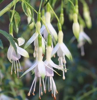 Green Fuchsia Flower Seeds for Planting – Heirloom, Non-GMO, High Germination Organic Garden Seeds