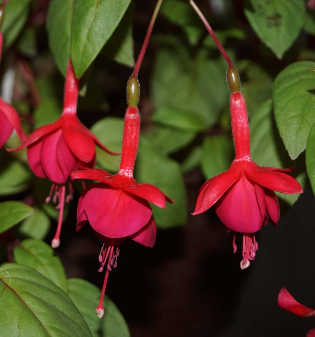 Red Double Petal Fuchsia Seeds for Planting – Heirloom, Non-GMO, High Germination Organic Garden Seeds