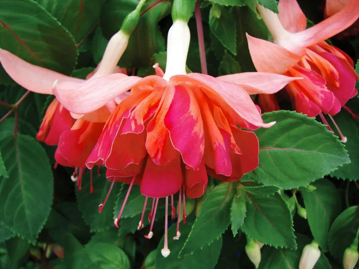 Orange Mix Fuchsia Flower Seeds for Planting – Heirloom, Non-GMO, High Germination Organic Garden Seeds
