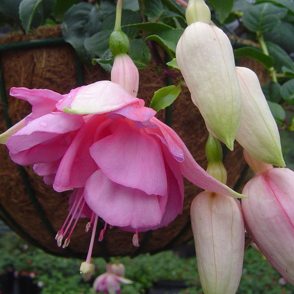 Soft Pink Fuchsia Flower Seeds for Planting – Heirloom, Non-GMO, High Germination Organic Garden Seeds