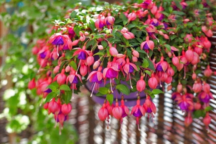 Fuchsia Flower Seeds for Planting – Heirloom Non-GMO Seeds for Home Garden, High Germination