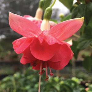 Dark Red Double Fuchsia Flower Seeds for Planting – Heirloom Non-GMO Organic Garden Seeds