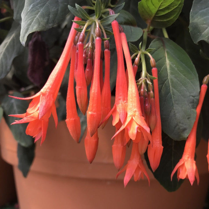 Orange Fuchsia Hybrida Flower Seeds – Heirloom, Non-GMO, High Germination Organic Garden Seeds for Planting