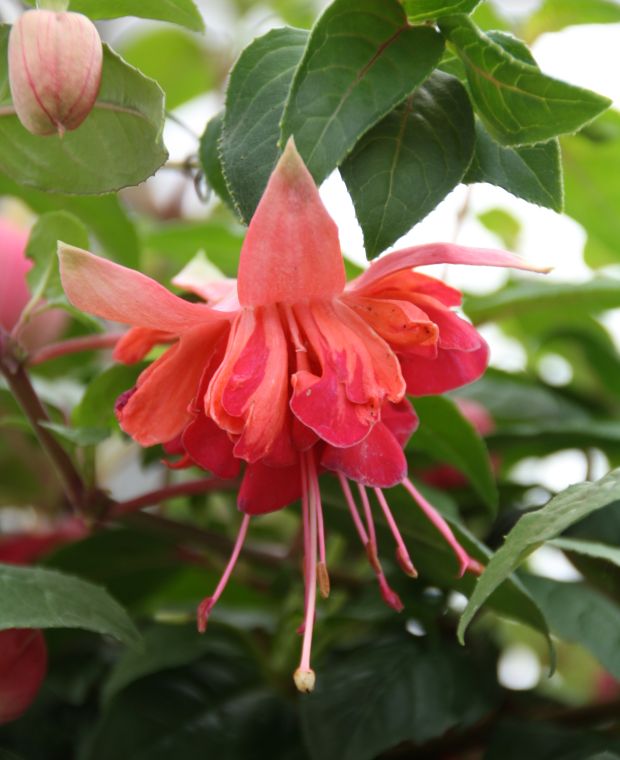 Dark Red Double Fuchsia Flower Seeds for Planting – Heirloom Non-GMO Organic Garden Seeds