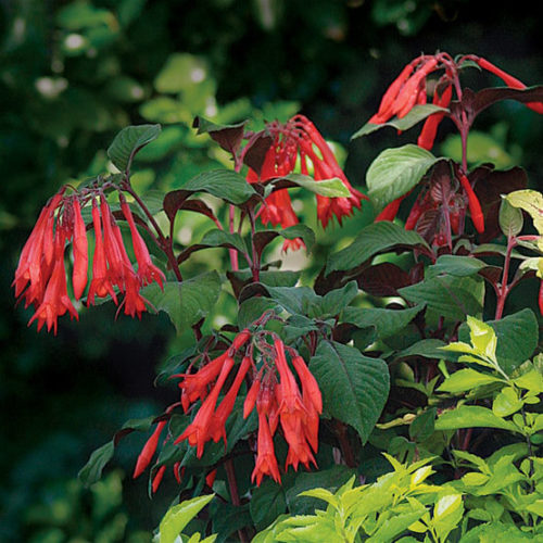 Dark Red Fuchsia Flower Seeds for Planting – Heirloom, Non-GMO, High Germination Organic Garden Seeds