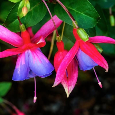 Light Blue Pink Fuchsia Flower Seeds for Planting – Heirloom, Non-GMO, Pollinator Friendly, High Germination