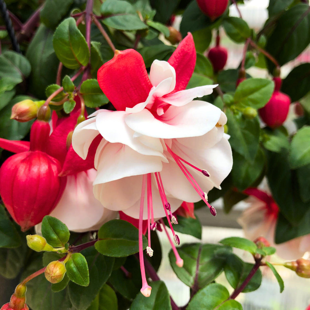 Red White Fuchsia Flower Seeds for Planting – Heirloom Non-GMO, High Germination Organic Garden Seeds