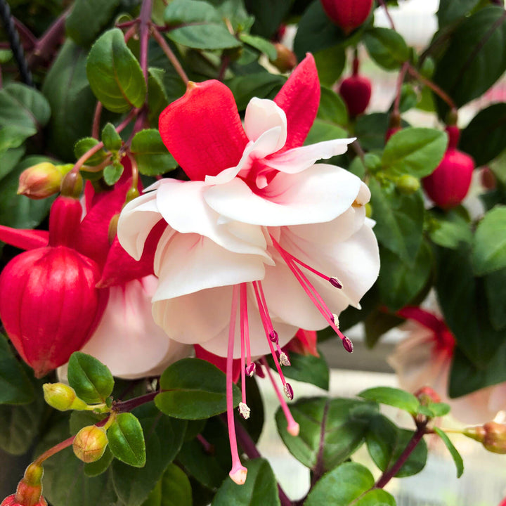 Red White Fuchsia Flower Seeds for Planting – Heirloom Non-GMO, High Germination Organic Garden Seeds