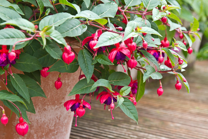Mixed Double Petal Fuchsia Seeds for Planting – Heirloom, Non-GMO, High Germination Garden Seeds
