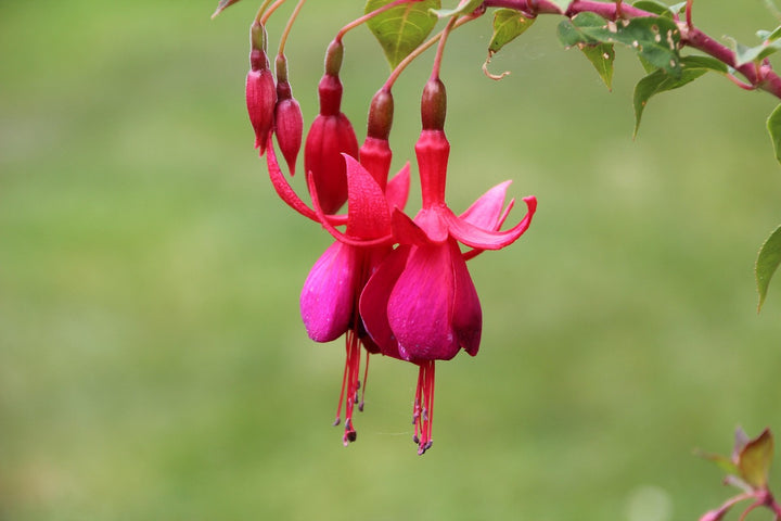 Dark Pink Fuchsia Flower Seeds for Planting – Heirloom, Non-GMO, High Germination Organic Garden Seeds