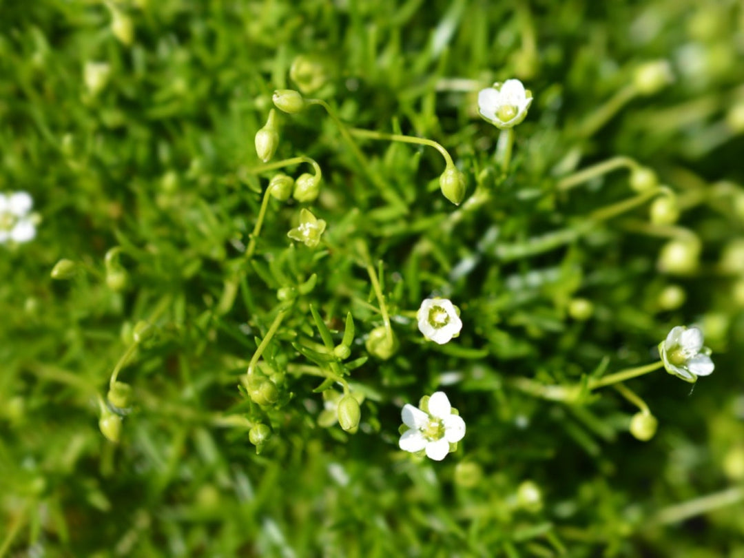 Irish Moss Flower Seeds for Planting – Heirloom, Non-GMO, High Germination Organic Garden Seeds
