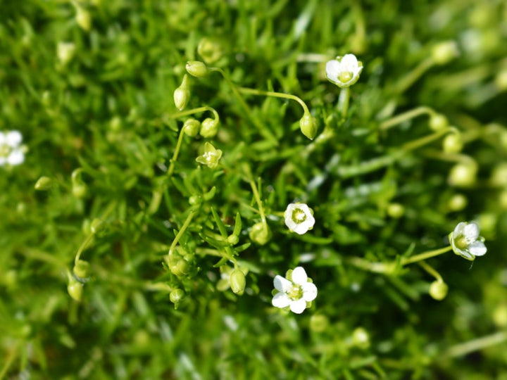 Irish Moss Flower Seeds for Planting – Heirloom, Non-GMO, High Germination Organic Garden Seeds