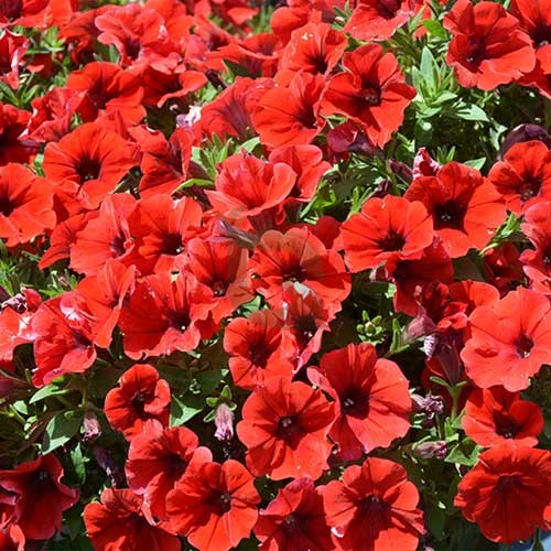 Scarlet Red Petunia Flower Seeds for Planting – Heirloom, Non-GMO, High Germination Garden Seeds