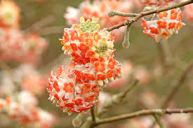 Red Edgeworthia Flower Seeds for Planting – Heirloom, Non-GMO, High Germination Organic Garden Seeds (100pcs)