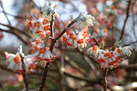 Red Edgeworthia Flower Seeds for Planting – Heirloom, Non-GMO, High Germination Organic Garden Seeds (100pcs)