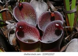 Red Heliamphora Pulchella Flower Seeds for Planting – Heirloom, Non-GMO, High Germination Organic Garden Seeds (100pcs)