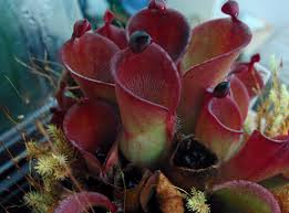 Red Heliamphora Pulchella Flower Seeds for Planting – Heirloom, Non-GMO, High Germination Organic Garden Seeds (100pcs)