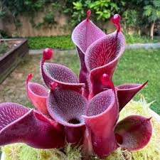 Red Heliamphora Pulchella Flower Seeds for Planting – Heirloom, Non-GMO, High Germination Organic Garden Seeds (100pcs)