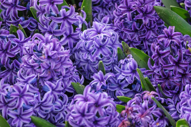 Lavender Hyacinth Flower Seeds for Planting – Heirloom, Non-GMO, Fragrant Blooms, Perfect for Borders (100pcs)