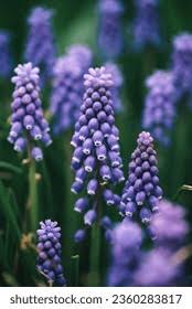 Lavender Hyacinth Flower Seeds for Planting – Heirloom, Non-GMO, Fragrant Blooms, Perfect for Borders (100pcs)