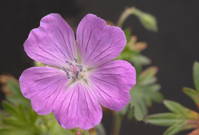 Light Violet Geranium Flower Seeds for Planting – Heirloom, Non-GMO, High Germination, Perfect for Borders