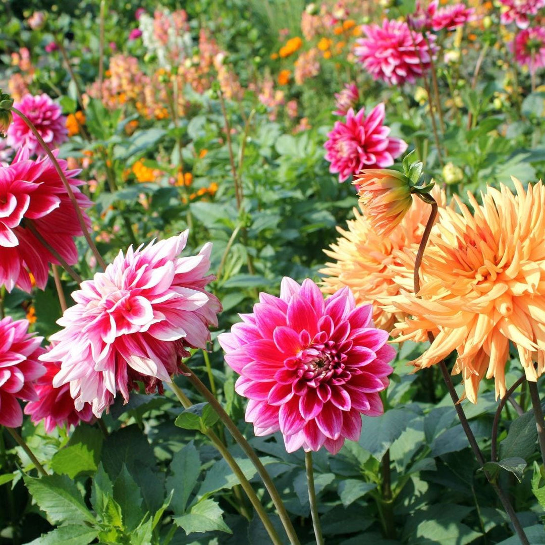 Dahlia Flower seeds for Planting - Fragrant Blossoms, Heirloom & GMO Free Seeds for Home Garden Non-GMO