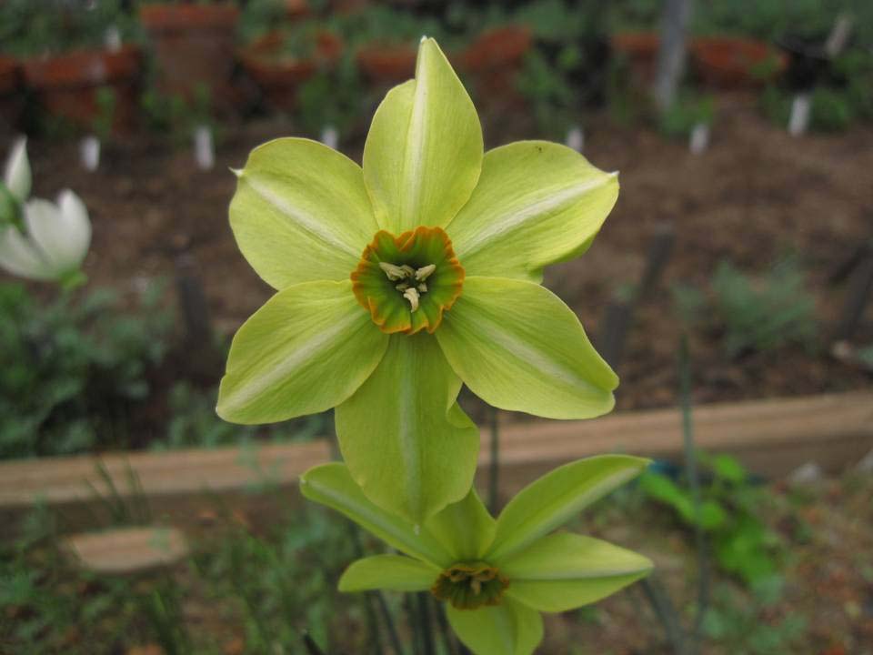 Light Green Narcissus Flower Seeds for Planting – Heirloom, Non-GMO, High Germination Organic Garden Seeds