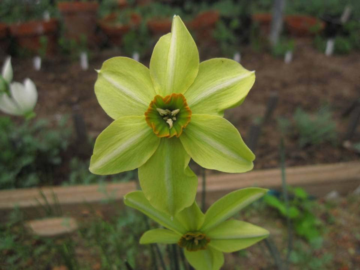 Light Green Narcissus Flower Seeds for Planting – Heirloom, Non-GMO, High Germination Organic Garden Seeds