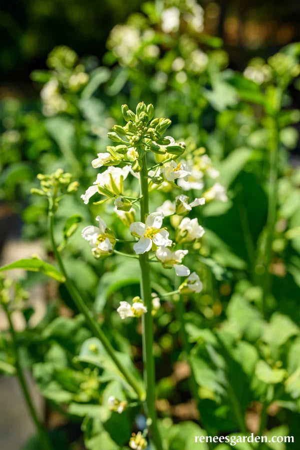Gailan Seeds – Heirloom Non-GMO Chinese Broccoli Leafy Vegetable Seeds for Planting, Organic Garden Seeds