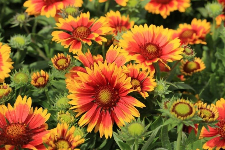 Yellow Red Aristata Flower Seeds for Planting – Heirloom Non-GMO, High Germination Organic Garden Seeds
