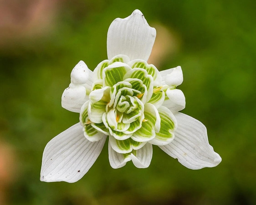 Nivalis SnowDrop Flower Seeds for Planting – Heirloom, Non-GMO, High Germination Organic Garden Seeds