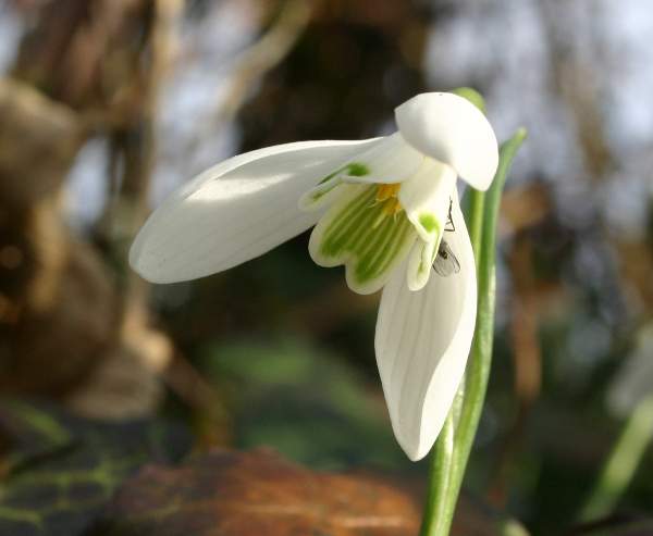 Nivalis SnowDrop Flower Seeds for Planting – Heirloom, Non-GMO, High Germination Organic Garden Seeds
