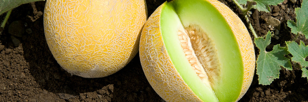 Galia Cantaloupe Melon Fruit Seeds – Heirloom, Non-GMO Seeds with Honeydew-Cantaloupe Flavor