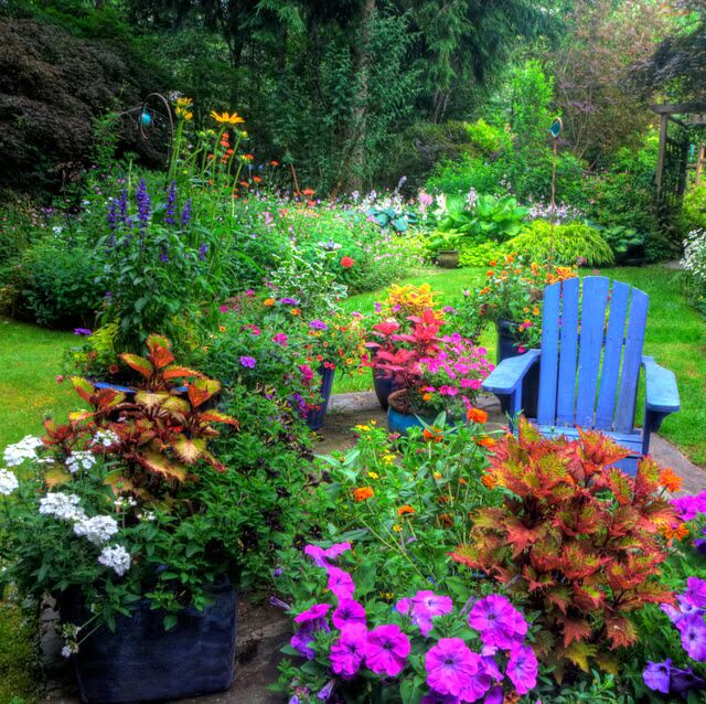 Perennial Flower Seeds for Planting – Heirloom, Non-GMO, High Germination Organic Garden Seeds