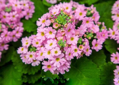 Pink Primula Malacoides Flower Seeds for Planting – Heirloom Non-GMO, High Germination Organic Garden Seeds