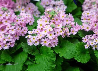 Cream Primula Malacoides Flower Seeds for Planting – Heirloom, Non-GMO, Vibrant Colors, High Germination