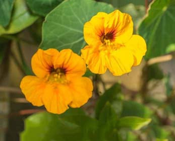 Yellow Tropaeolum Majus Flower Seeds for Planting – Heirloom, Non-GMO, Seasonal Bloomer, High Germination