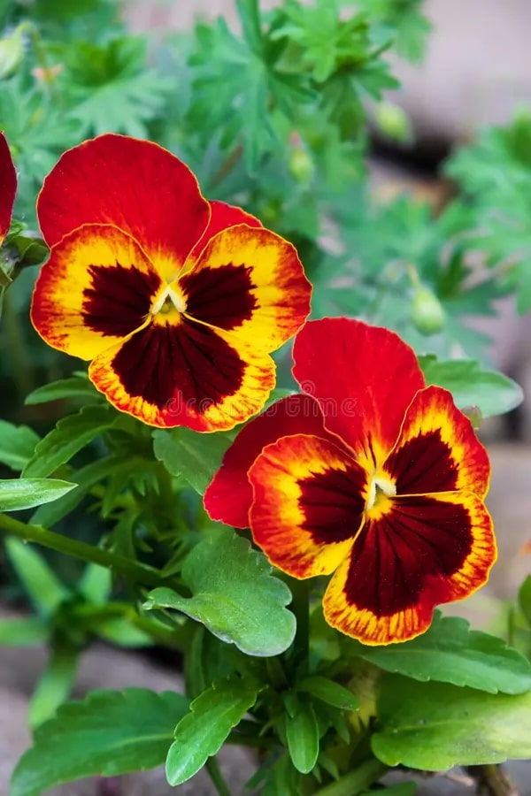 Red Yellow Pansy Flower Seeds for Planting - Easy to Grow, Heirloom & GMO Free Seeds for Home Garden | Non-GMO High Germination Organic Garden Seeds